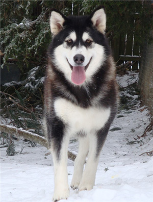 Hudsons Malamutes - Bree 