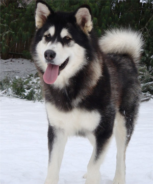 Hudsons Malamutes - Bree 