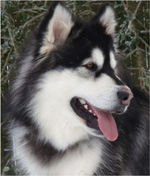 Hudsons Malamutes - Breezy