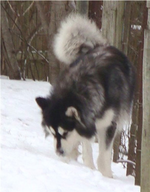 Hudsons Malamutes - Breezy 