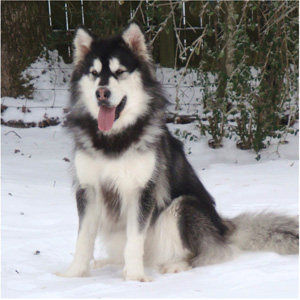 Hudsons Malamutes - Breezy 