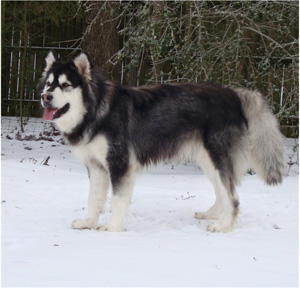 Hudsons Malamutes - Breezy 