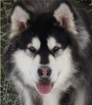 Hudsons Malamutes - Breezy 