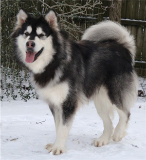 Hudsons Malamutes - Breezy 