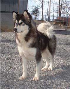 Hudsons Malamutes - Bryn