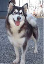 Hudsons Malamutes - Bryn