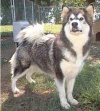 Hudsons Malamutes - Bryn