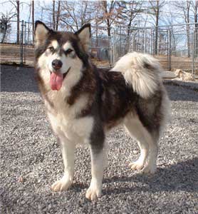 Hudsons Malamutes - Bryn