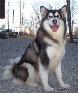 Hudsons Malamutes - Bryn