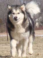 Hudsons Malamutes - Candy