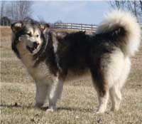 Hudsons Malamutes - Candy