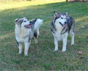 Hudsons Malamutes - Candy