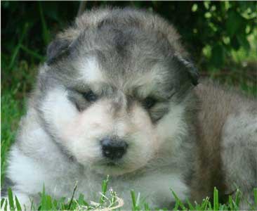 Hudsons Malamutes - Candy