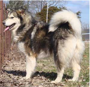 Hudsons Malamutes - Candy