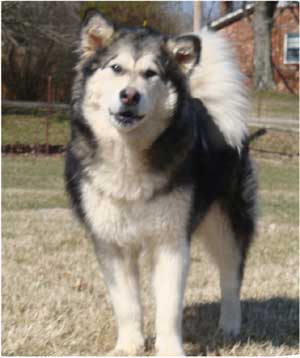 Hudsons Malamutes - Candy