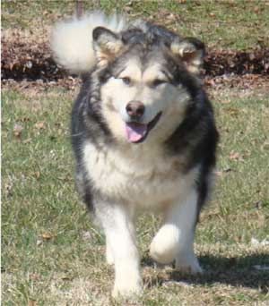 Hudsons Malamutes - Candy