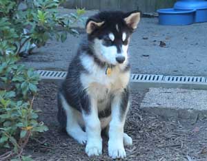 Hudons Malamutes -   Casey &Daulton