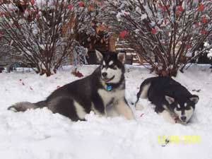 Hudons Malamutes -  Casey & Daulton