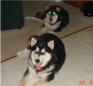 Hudons Malamutes -   Casey &Daulton