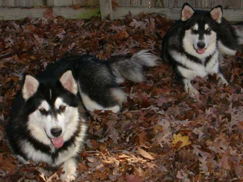 Hudons Malamutes -  Casey & Daulton