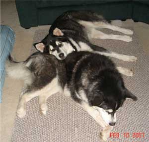 Hudons Malamutes -  Casey & Daulton