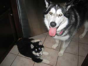 Hudsons Malamutes - Chalali - Shiloh