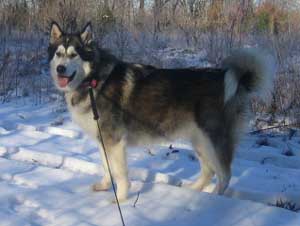 Hudsons Malamutes - Chalali - Shiloh