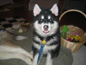 Hudsons Malamutes - Chalali - Shiloh