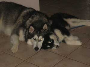 Hudsons Malamutes - Chalali - Shiloh