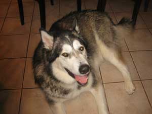 Hudsons Malamutes - Chalali - Shiloh