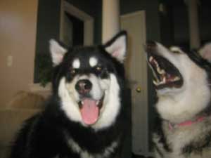 Hudsons Malamutes - Chalali - Shiloh