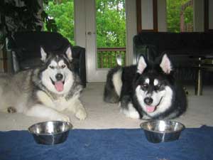 Hudsons Malamutes - Chalali - Shiloh