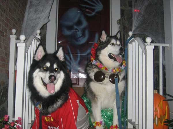 Hudsons Malamutes - Chalali - Shiloh