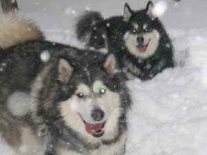 Hudsons Malamutes - Chalali - Shiloh