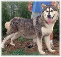 Hudsons Malamutes - Chaoz