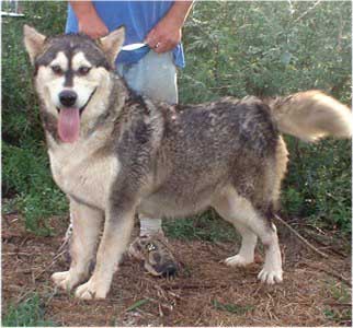 Hudsons Malamutes - Chaoz