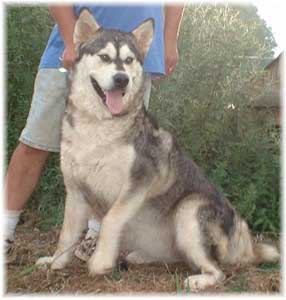 Hudsons Malamutes - Chaoz