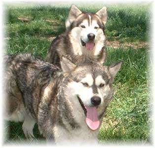 Hudsons Malamutes - Chaoz