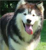 Hudsons Malamutes - Cherokee