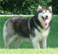 Hudsons Malamutes - Cherokee