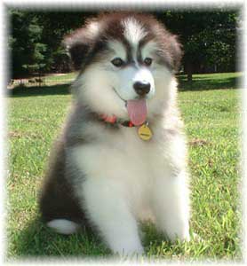 Hudsons Malamutes - Cherokee