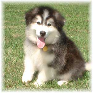 Hudsons Malamutes - Cherokee