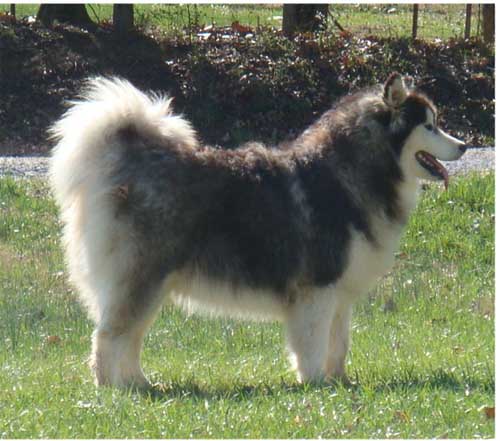 Hudsons Malamutes - Cherokee