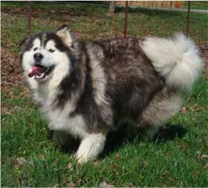 Hudsons Malamutes - Cherokee