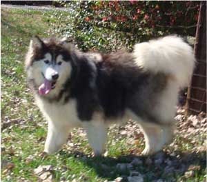 Hudsons Malamutes - Cherokee