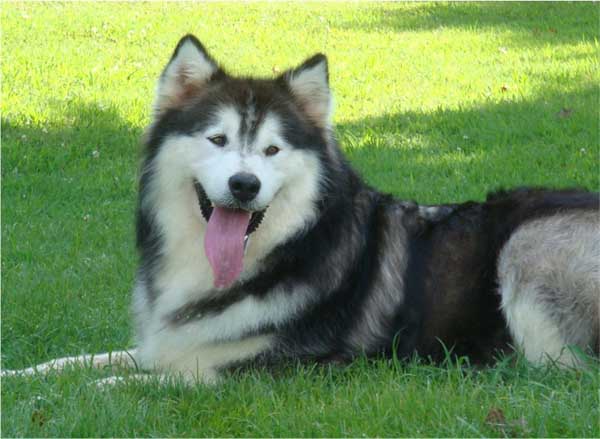 Hudsons Malamutes - Cherokee