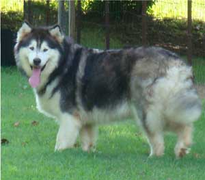 Hudsons Malamutes - Cherokee