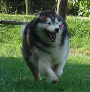 Hudsons Malamutes - Cherokee