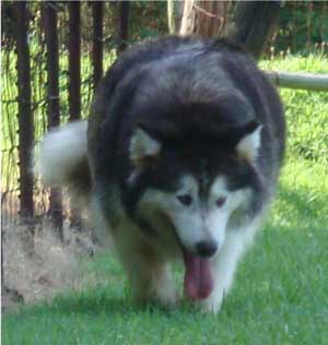 Hudsons Malamutes - Cherokee