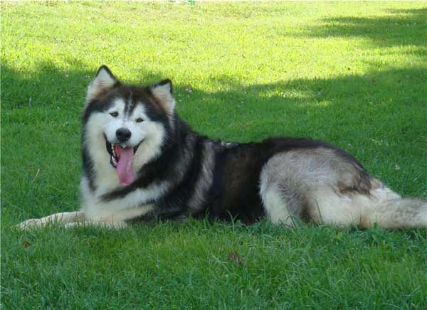 Hudsons Malamutes - Cherokee